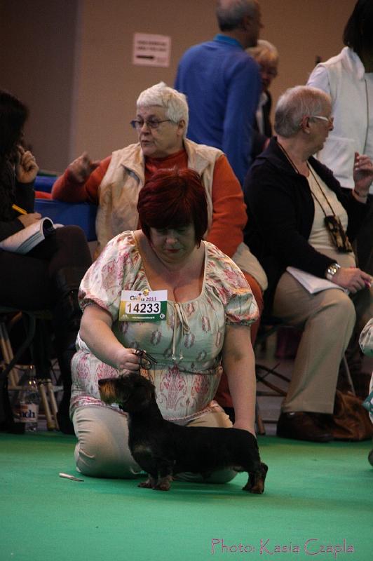 Crufts2011_2 549.jpg